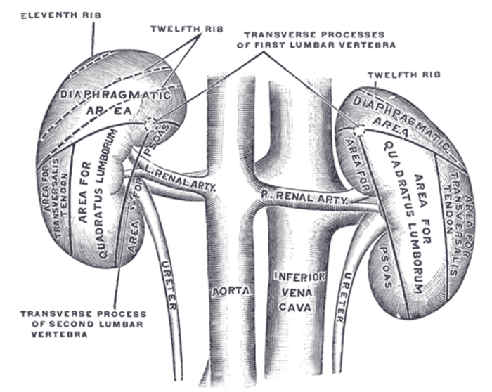 Kidney sell money