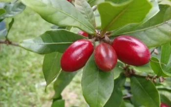 Resep Buah Ajaib, Rahasia Menyulap Buah Biasa Jadi Camilan Sehat yang Bikin Ketagihan dan Kaya Manfaat