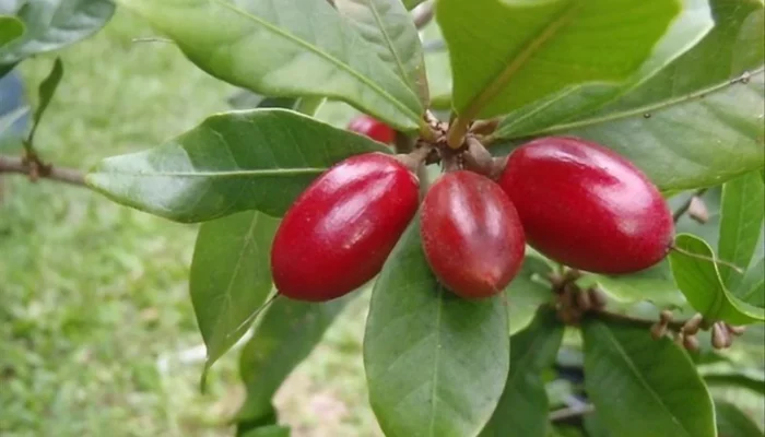 Resep Buah Ajaib, Rahasia Menyulap Buah Biasa Jadi Camilan Sehat yang Bikin Ketagihan dan Kaya Manfaat