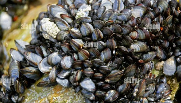 Resep Mytilus Edulis Lezat, Rahasia Olahan Kerang Hijau yang Mudah dan Kaya Nutrisi untuk Menu Sehari-hari