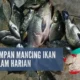 11 Resep Umpan Mancing Ikan Mas Terbaik, Rahasia Jitu Raih Strike Lebih Cepat dan Mudah Dibuat di Rumah