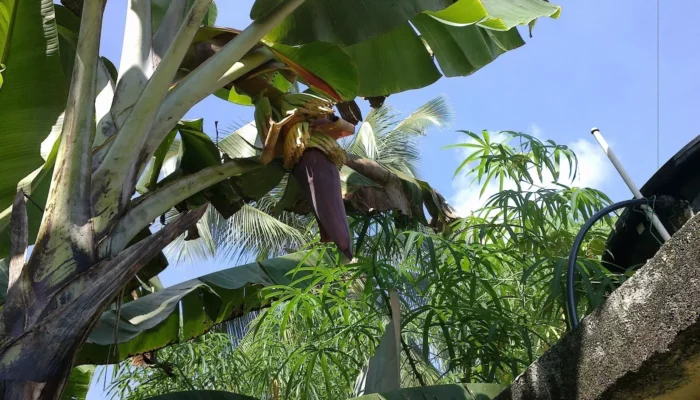 Resep Pisang 40 Hari, Rahasia Mudah Menanam Pisang Cepat Berbuah, Hasil Melimpah Tanpa Ribet!