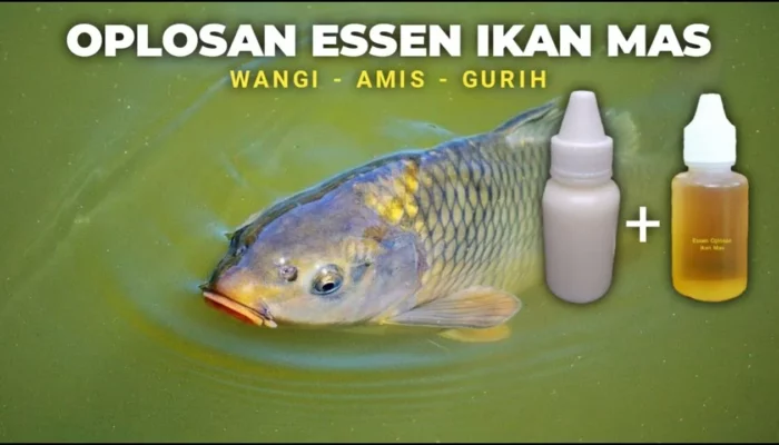 44 Resep Essen Oplosan Terbaik, Rahasia Sukses Mancing dengan Hasil Maksimal dan Cepat Dapat Ikan!