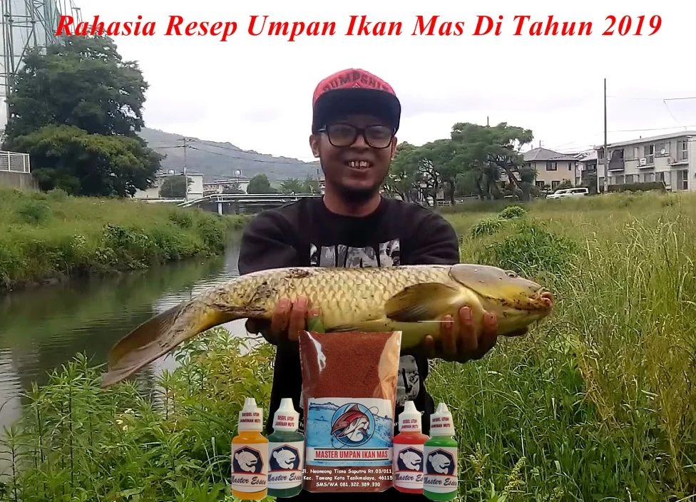 resep umpan ikan mas