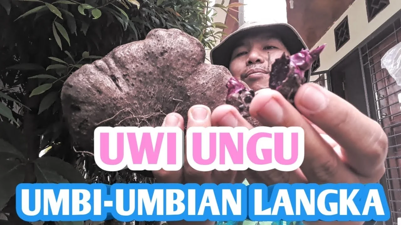 resep uwi ungu